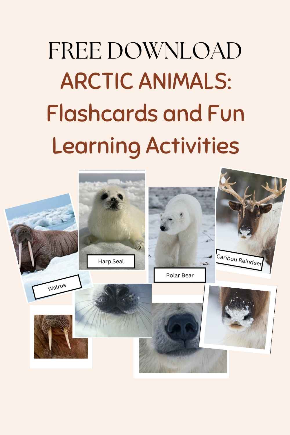 arctic flashcards learning free printables