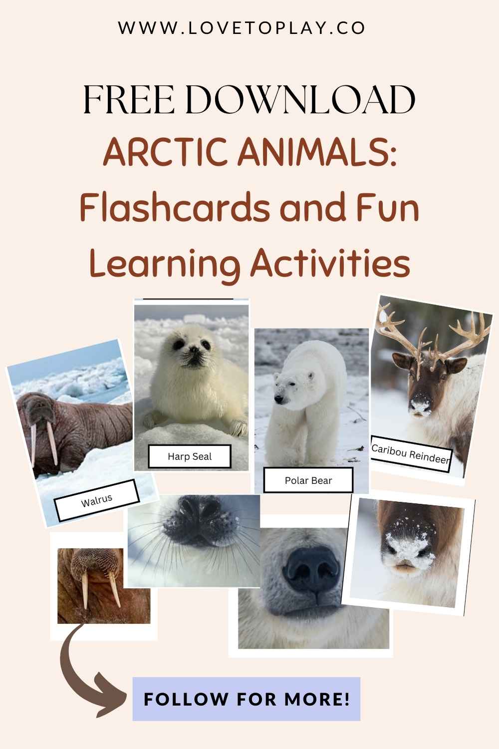 arctic animals flashcards activity