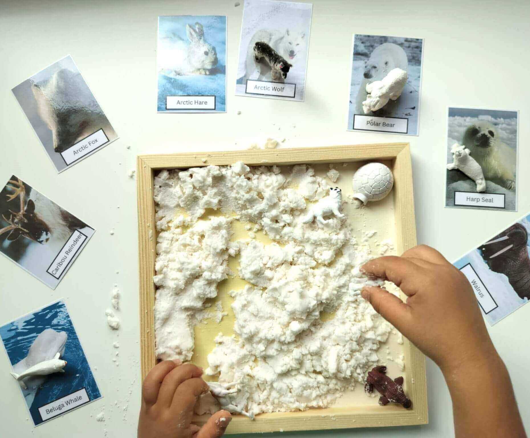Arctic Animals Sensory Snow